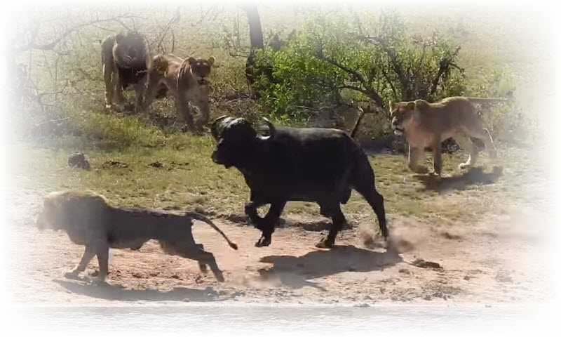 kruger-lions-buffalo-crocodile
