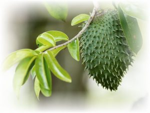 soursop-guanabana-cancer-cure